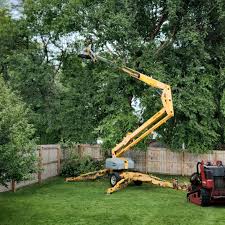 Best Tree Cabling and Bracing  in Altoona, PA