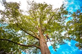 Best Tree Preservation Services  in Altoona, PA