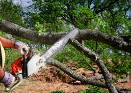 Best Leaf Removal  in Altoona, PA