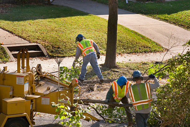 Tree and Shrub Care in Altoona, PA