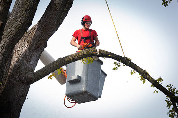 Best Tree Risk Assessment  in Altoona, PA