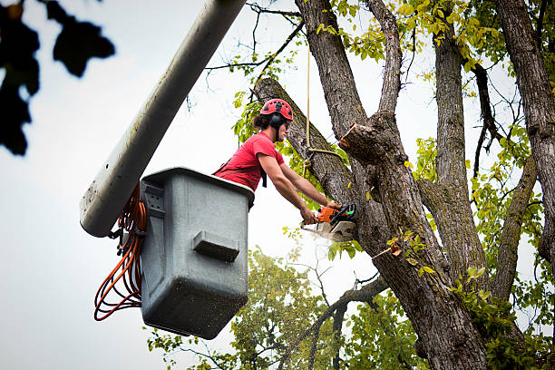 How Our Tree Care Process Works  in  Altoona, PA